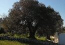 Dalle lotte per l’”emergenza Xylella” nasce in Puglia una mobilitazione per una nuovo modello di agricoltura